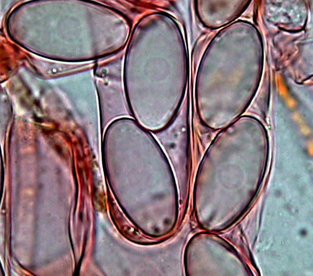 Cheilymenia stercorea (Pers. Fr.) Boud. f. stercorea